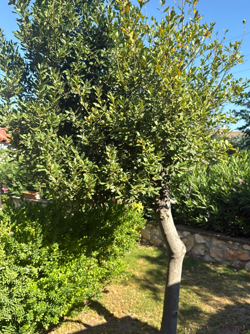 Lorbeer — Bild 1
