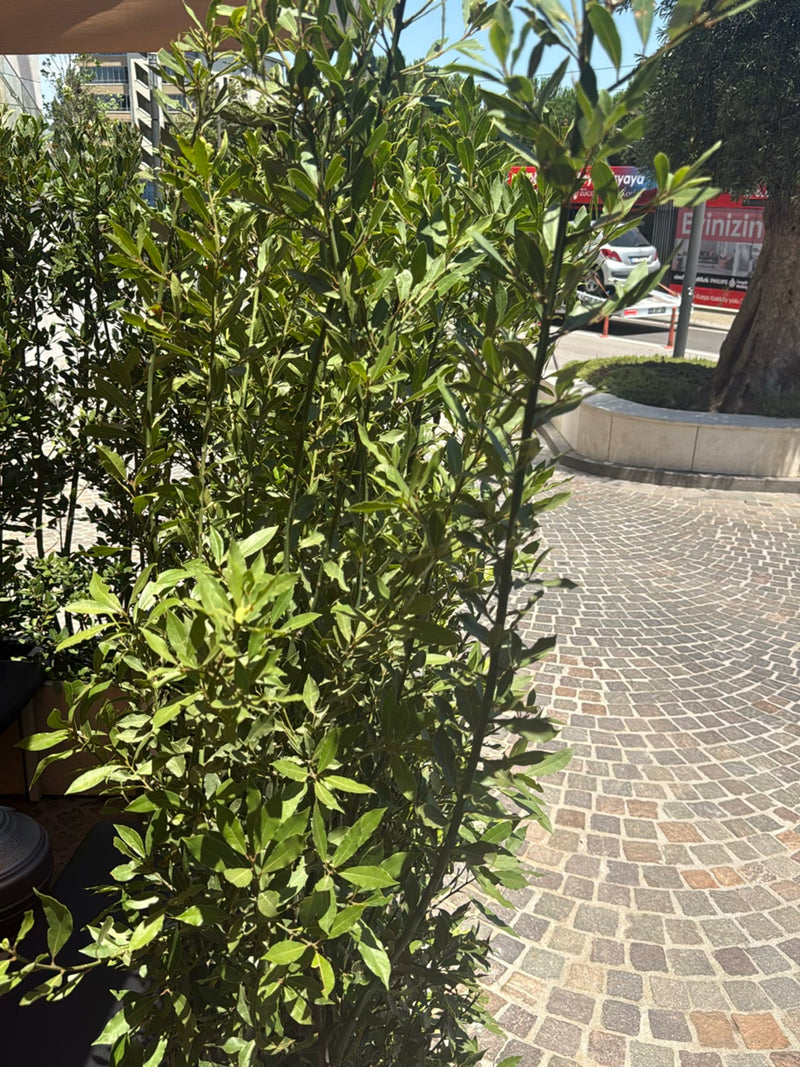Lorbeer — Bild 3