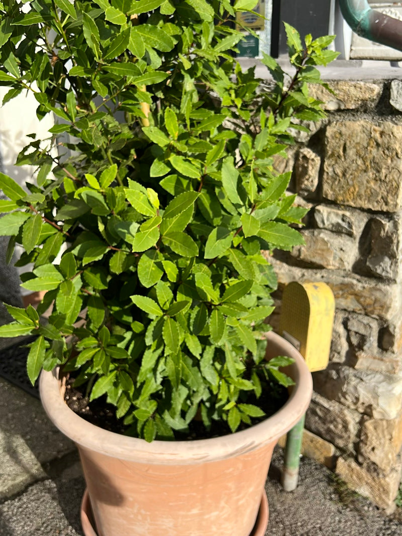 Lorbeer — Bild 3