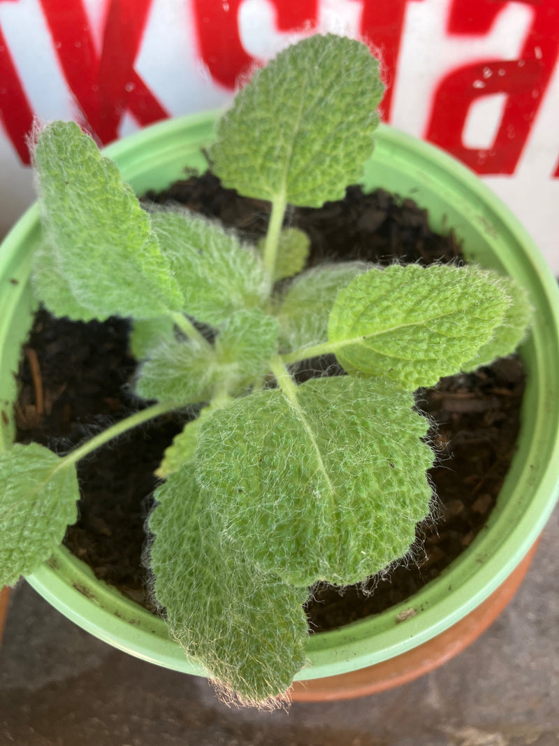 Echter Salbei — Bild 4
