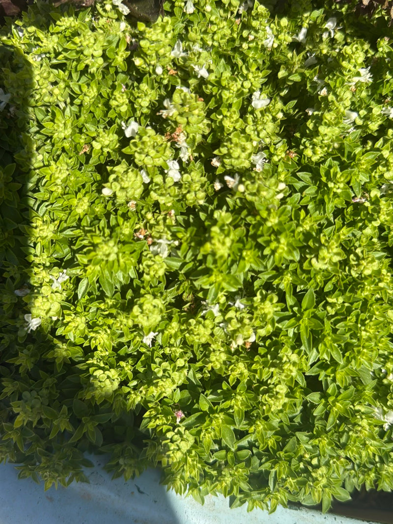 Thymian — Bild 3