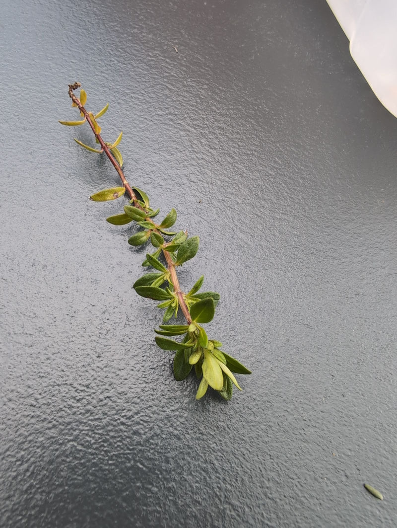 Thymian — Bild 5
