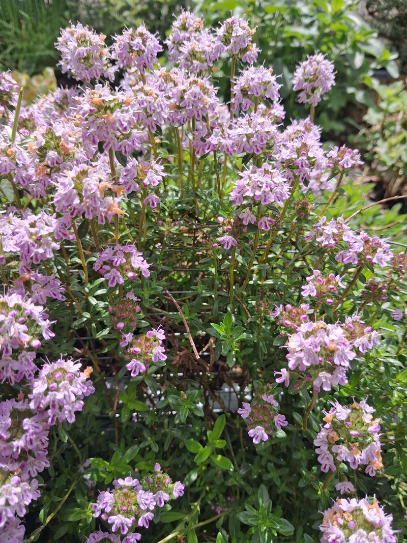 Thymian — Bild 3