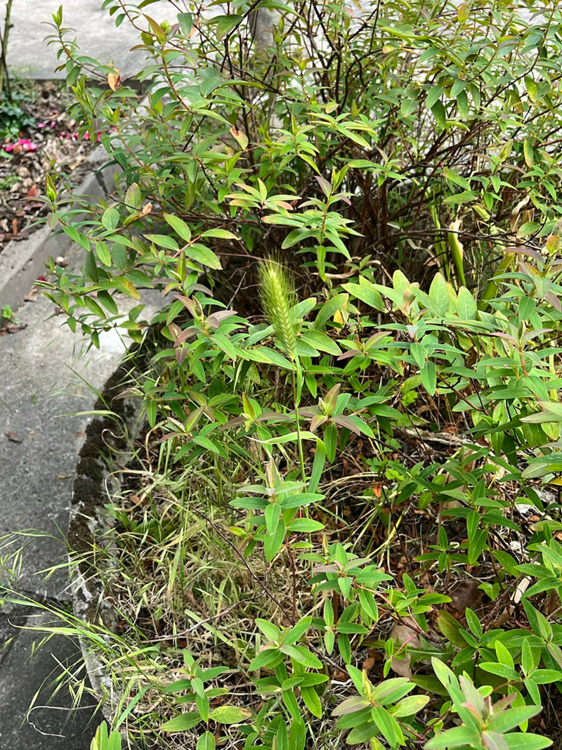 Johanniskraut — Bild 2