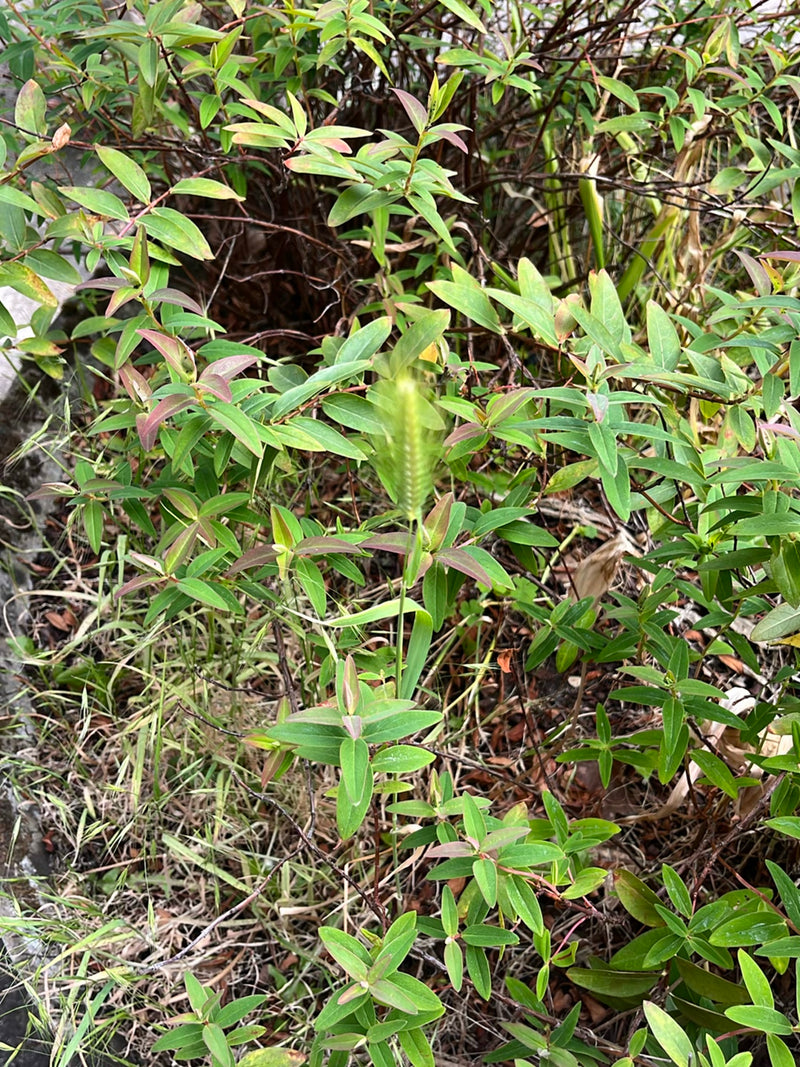 Johanniskraut — Bild 1