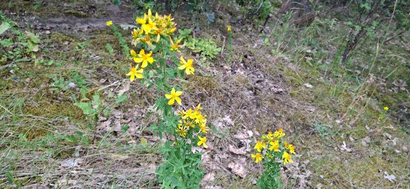 Johanniskraut — Bild 5