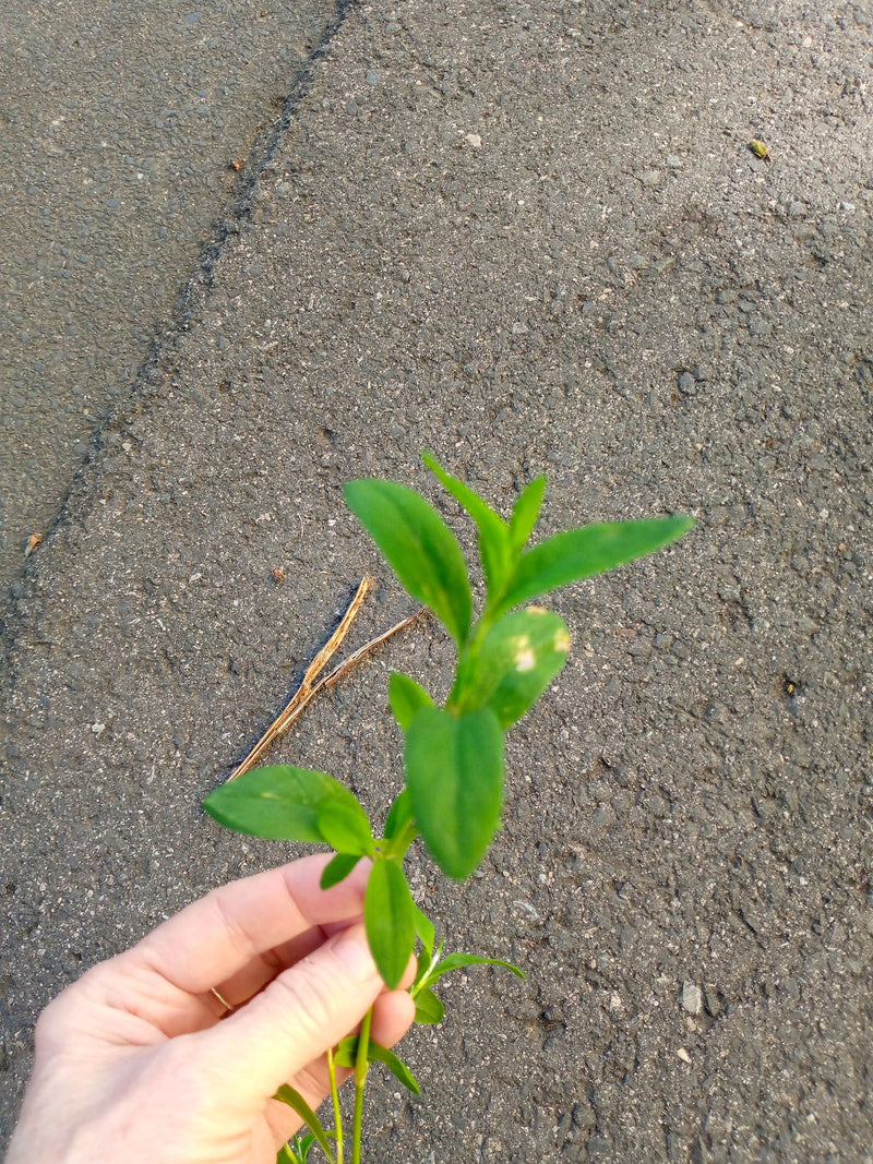 Johanniskraut — Bild 4