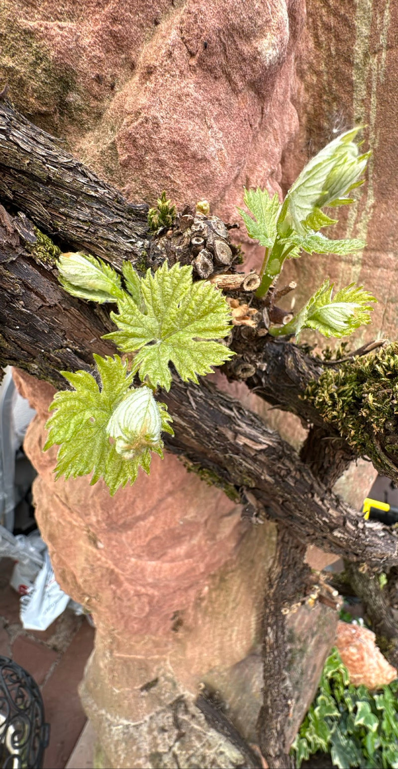 Zierwein — Bild 5