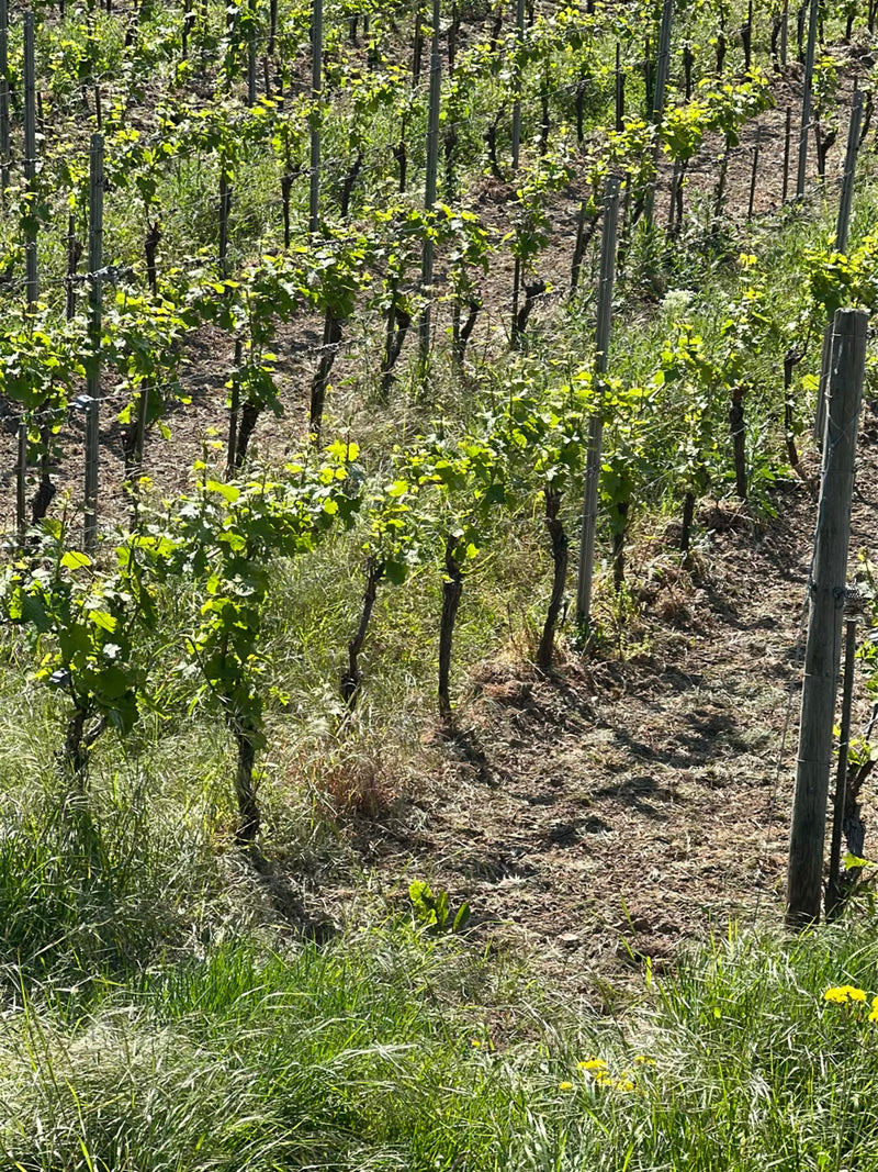 Zierwein — Bild 2