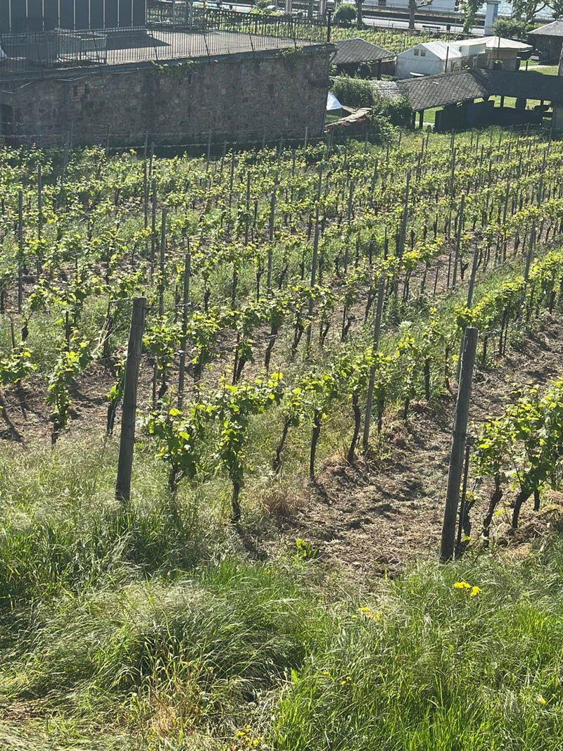 Zierwein — Bild 3