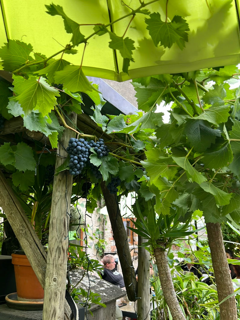 Zu sehen ist eine üppige Weinrebe mit charakteristischen Blättern und reifenden Trauben, die an einem Holzgerüst unter einem Sonnenschirm wächst.