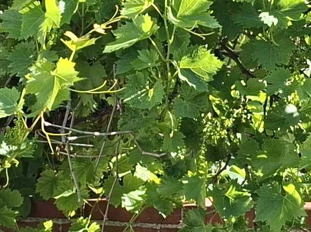 Zierwein — Bild 4