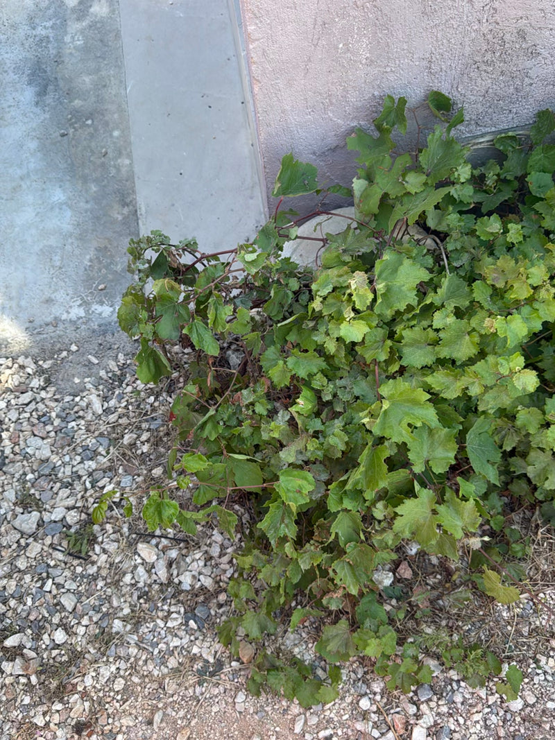 Zu sehen ist eine üppig wachsende Weinrebe mit charakteristischen gelappten Blättern und rötlichen Trieben, die vor einer Hauswand auf Schotterboden wächst.