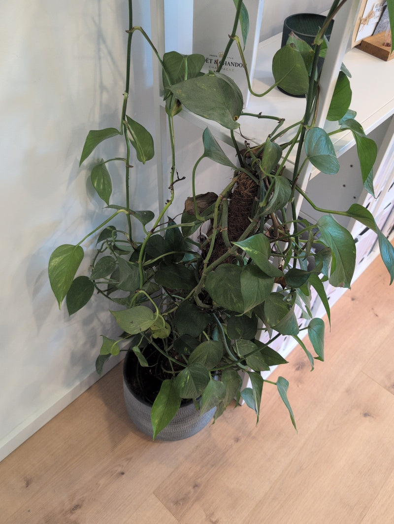 Efeutute — Bild 2