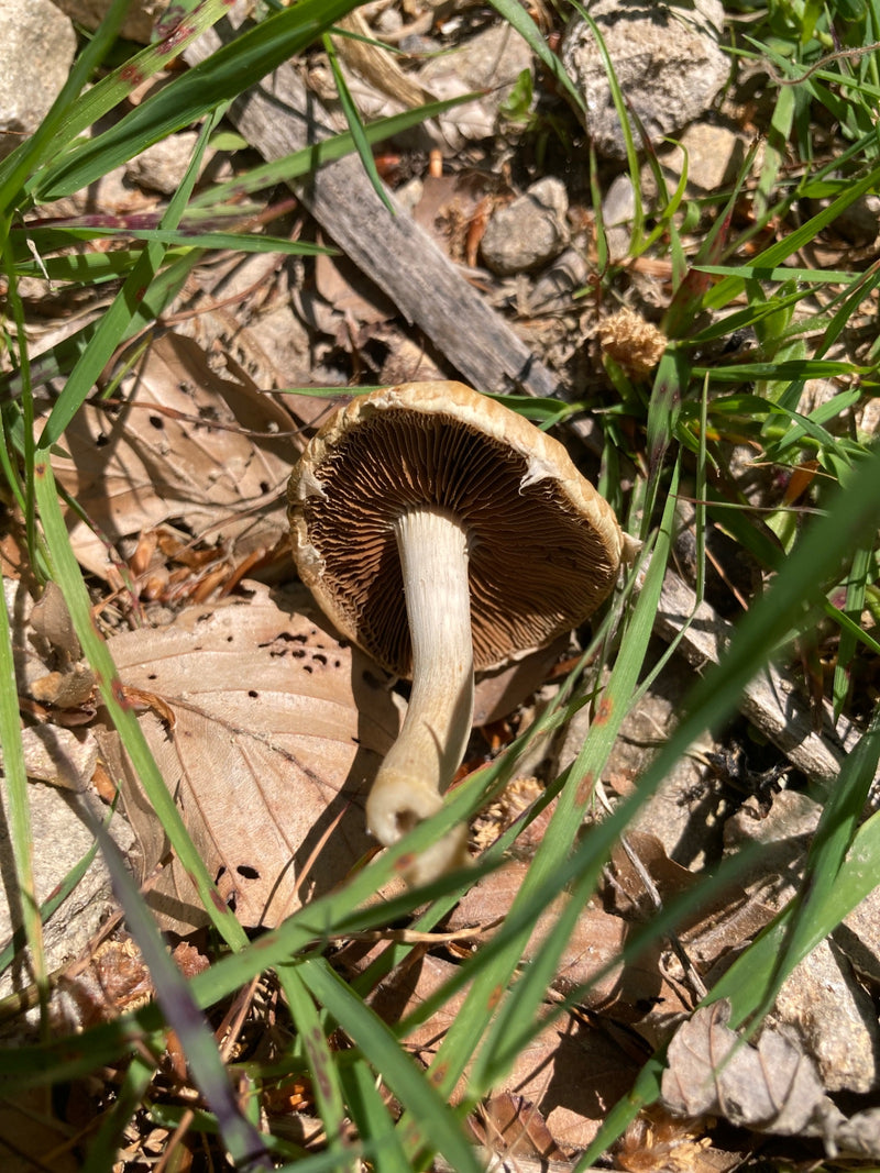 Egerling (Champignon) — Bild 3