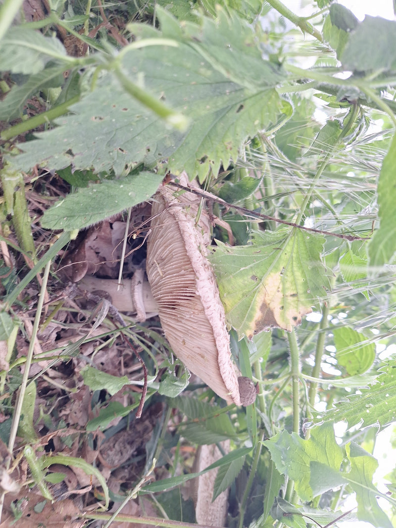 Egerling (Champignon) — Bild 4