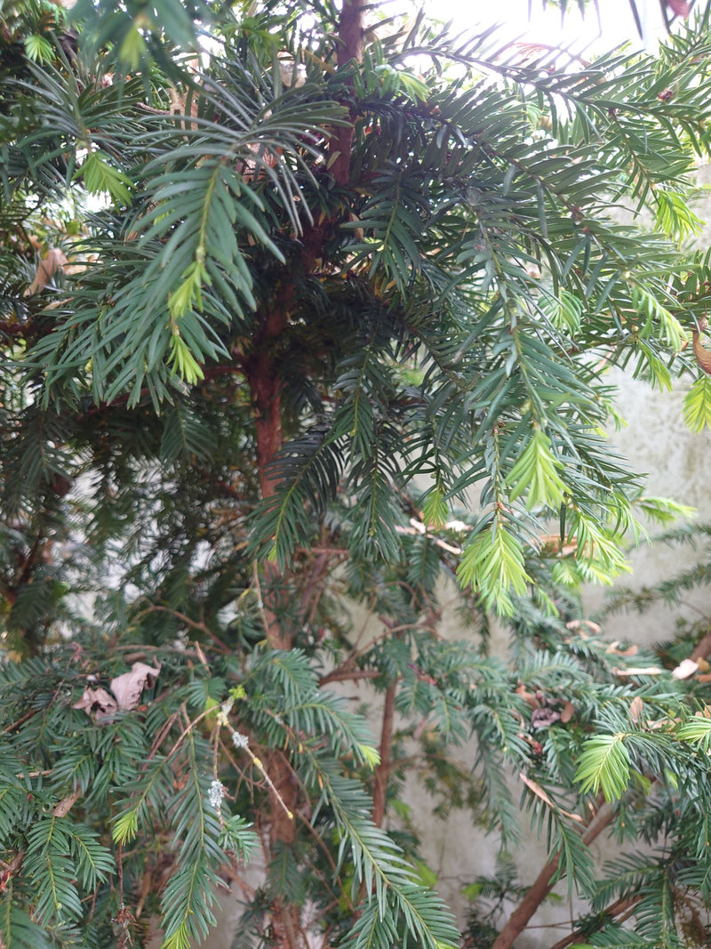 Eibe — Bild 2