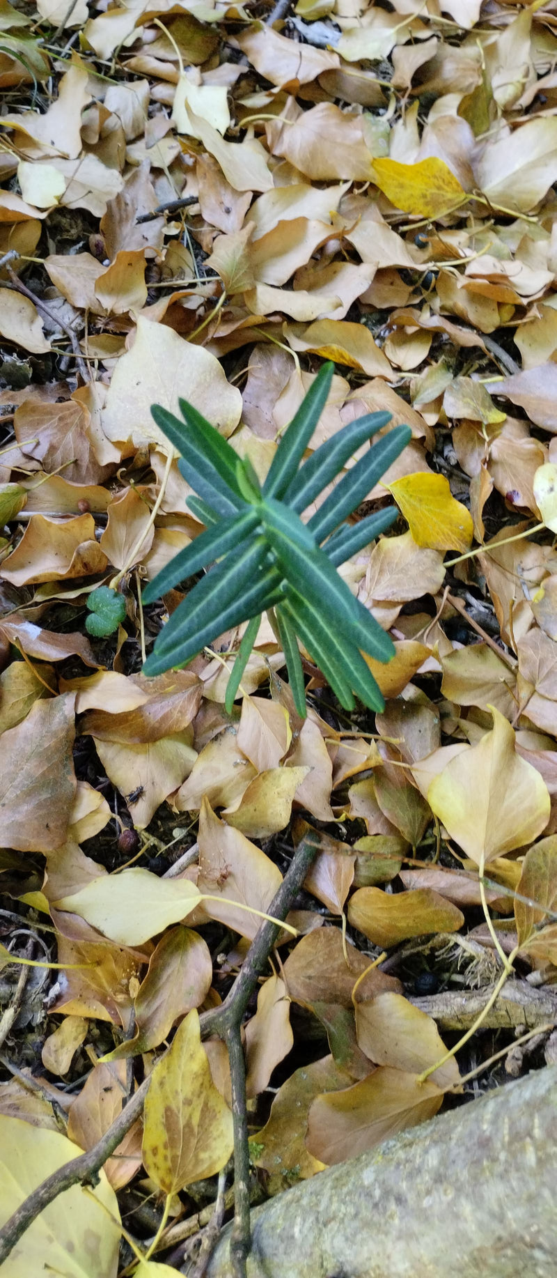 Eibe — Bild 3