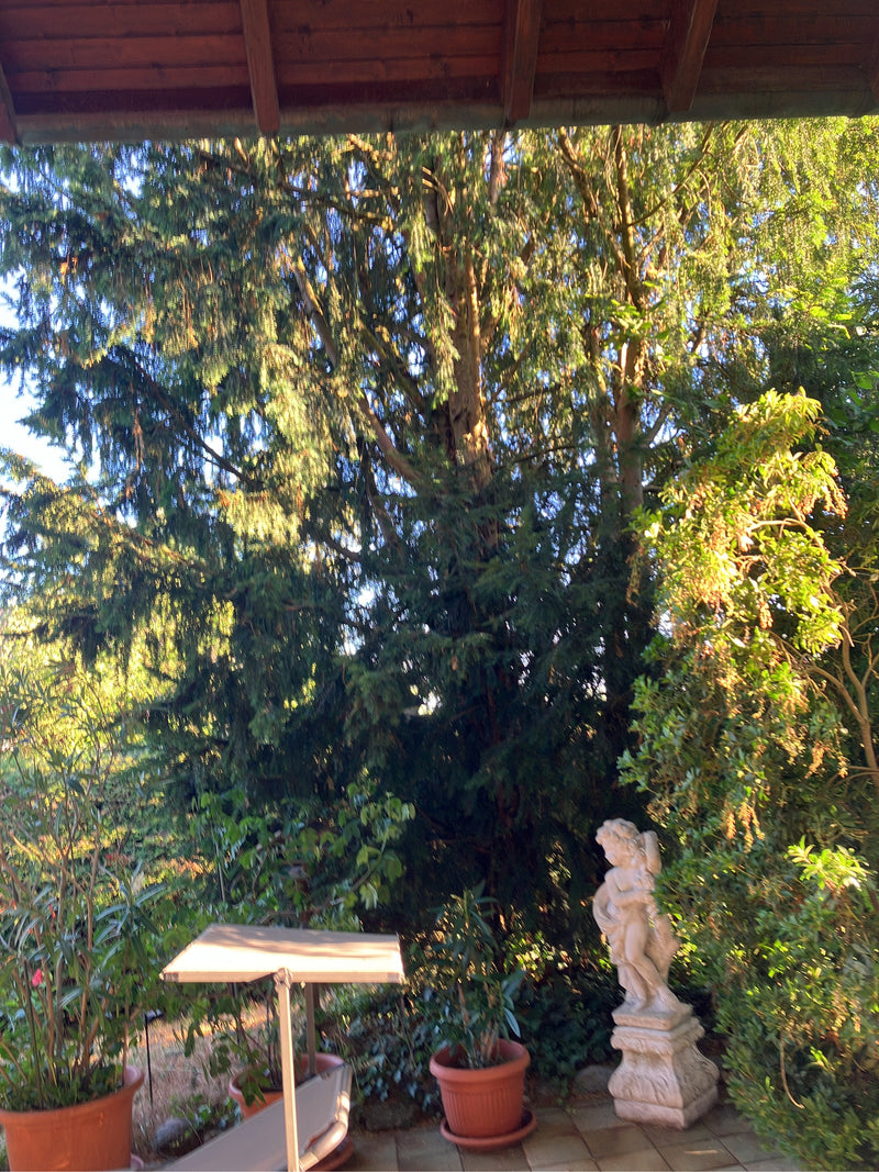 Eibe — Bild 3