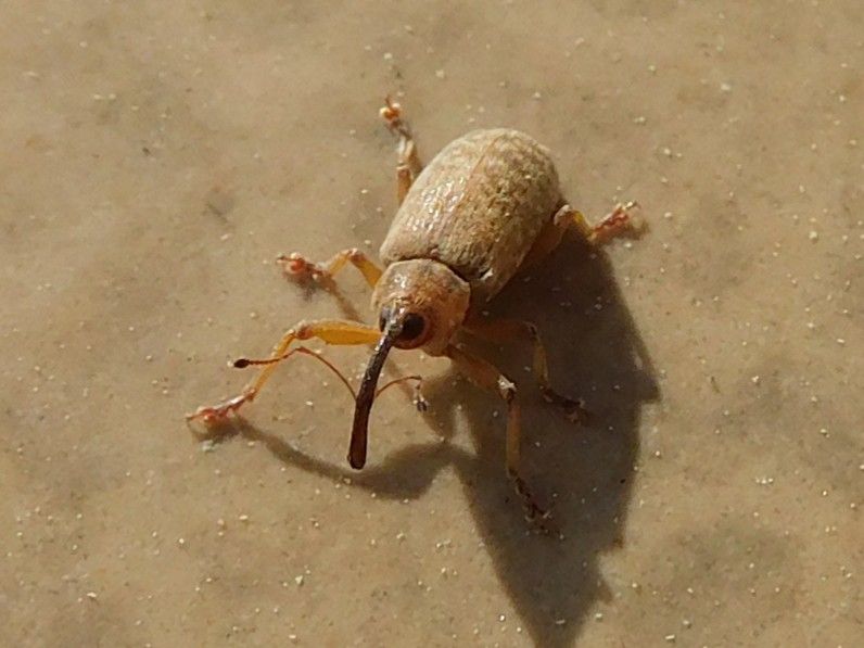 Eichelbohrer — Bild 1