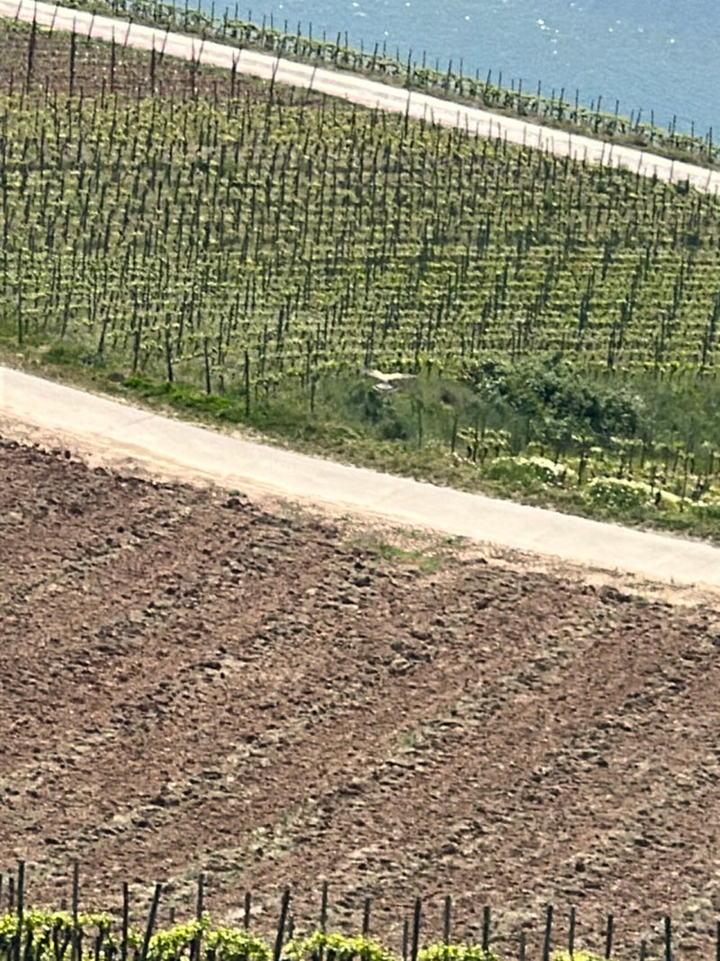 Eichelhäher — Bild 2