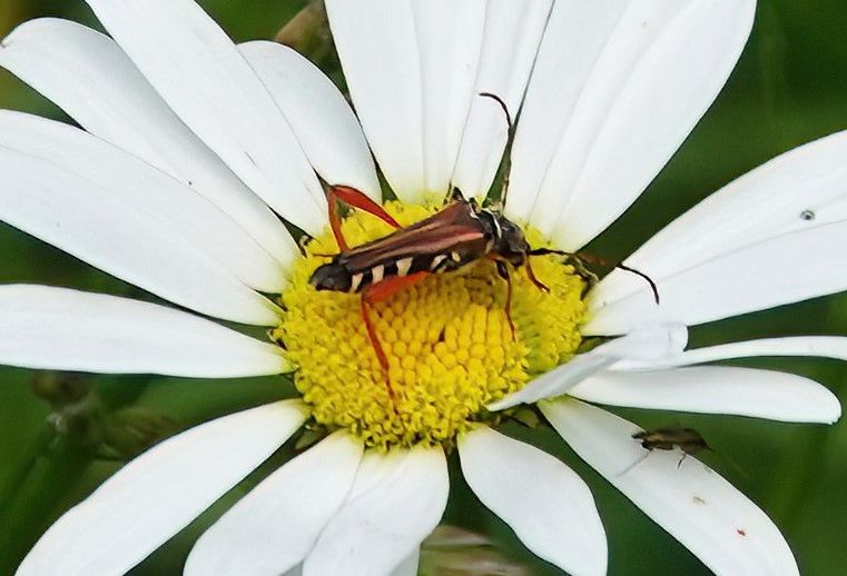 Ein Eichen-Widderbock sitzt auf der gelben Mitte einer weißen Margeritenblüte. Das Insektenexemplar zeigt seine charakteristische schwarz-gelbe Zeichnung und...