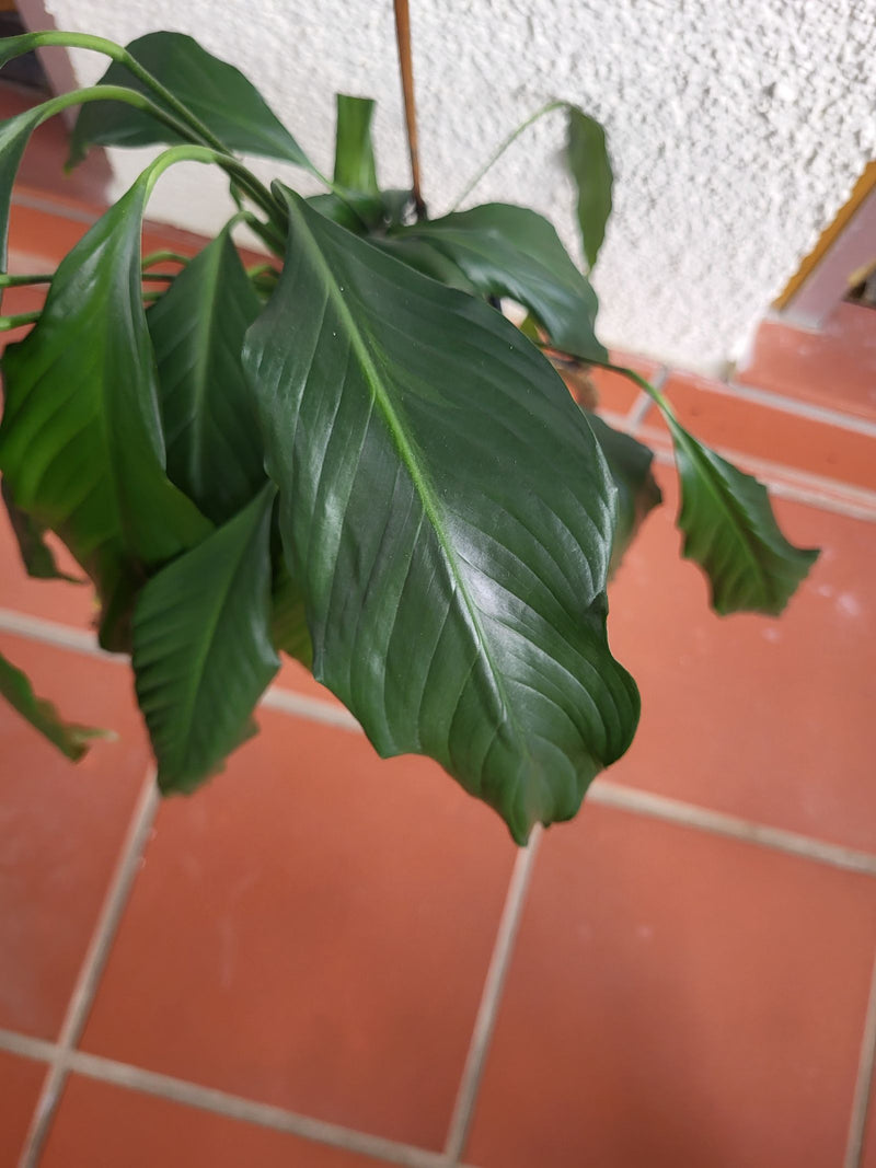Einblatt — Bild 3