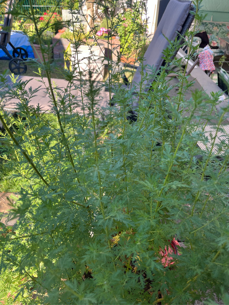 Auf dem Bild ist eine gesunde Pflanze des Einjährigen Beifußes (Artemisia annua) mit feingefiederten Blättern zu sehen. Sie wächst in einer gartenähnlichen U...