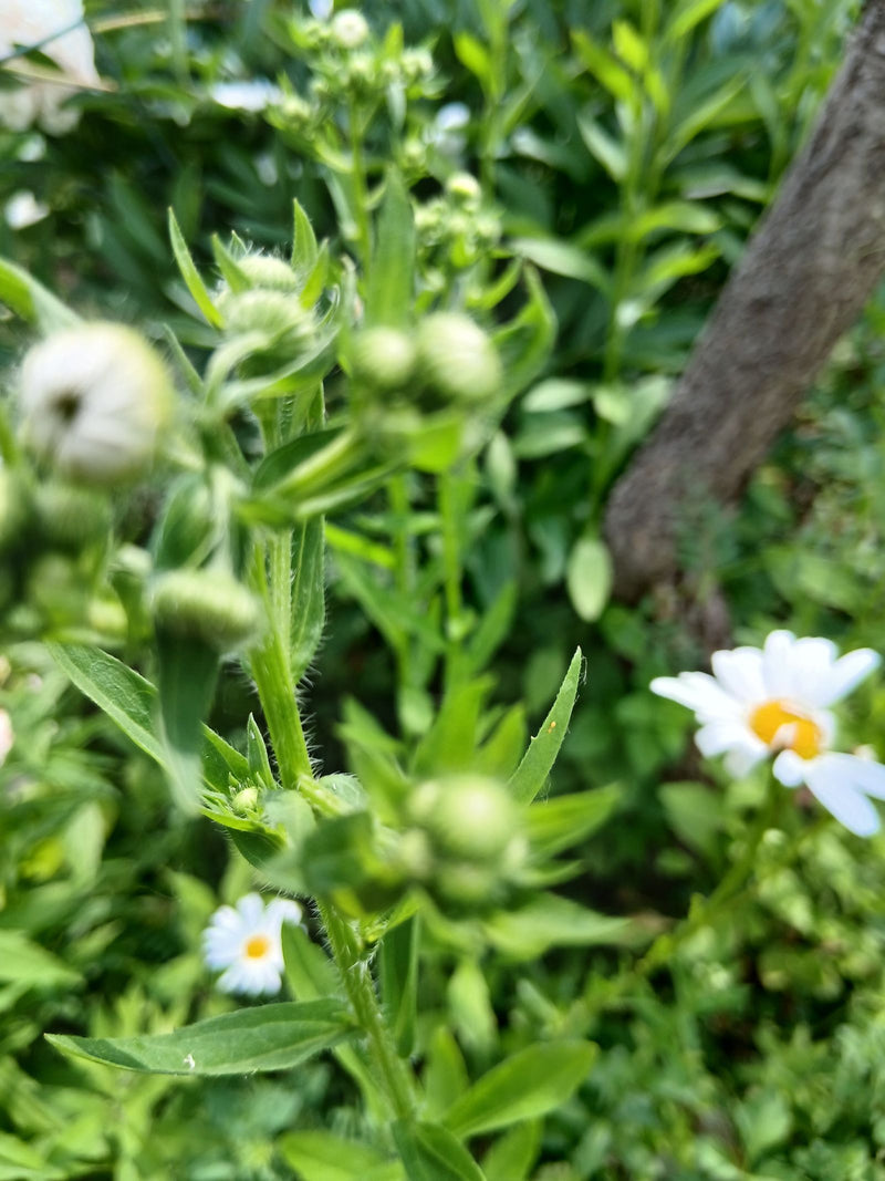 Berufkraut — Bild 4