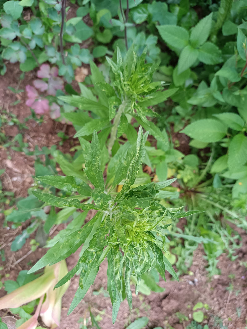 Berufkraut — Bild 2