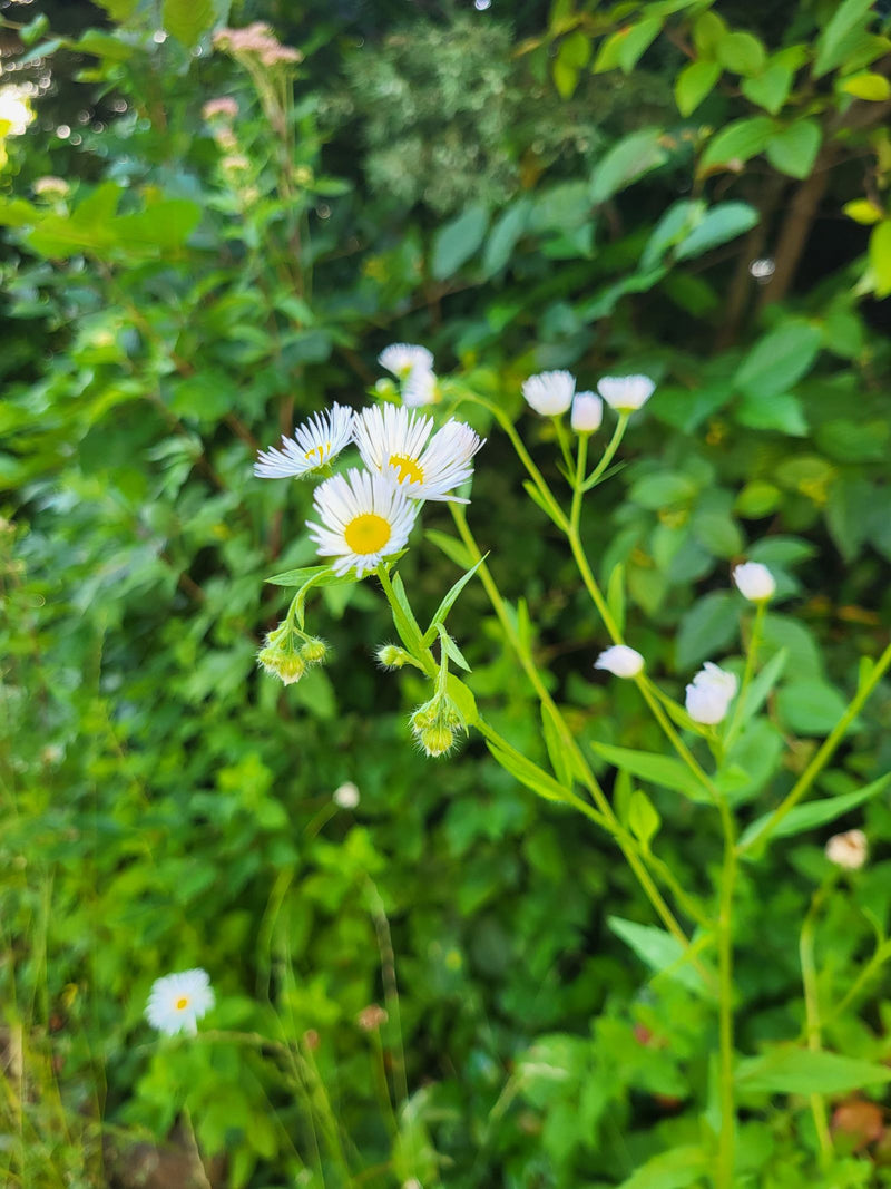 Berufkraut — Bild 3