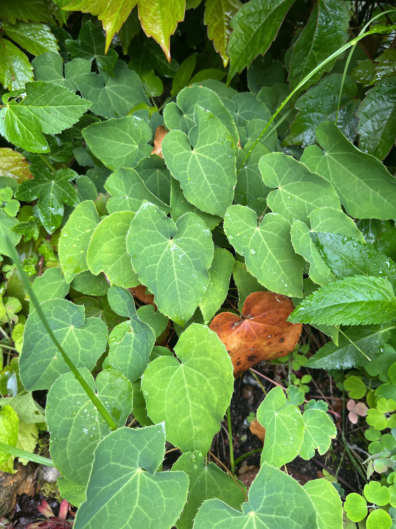 Elfenblume — Bild 2