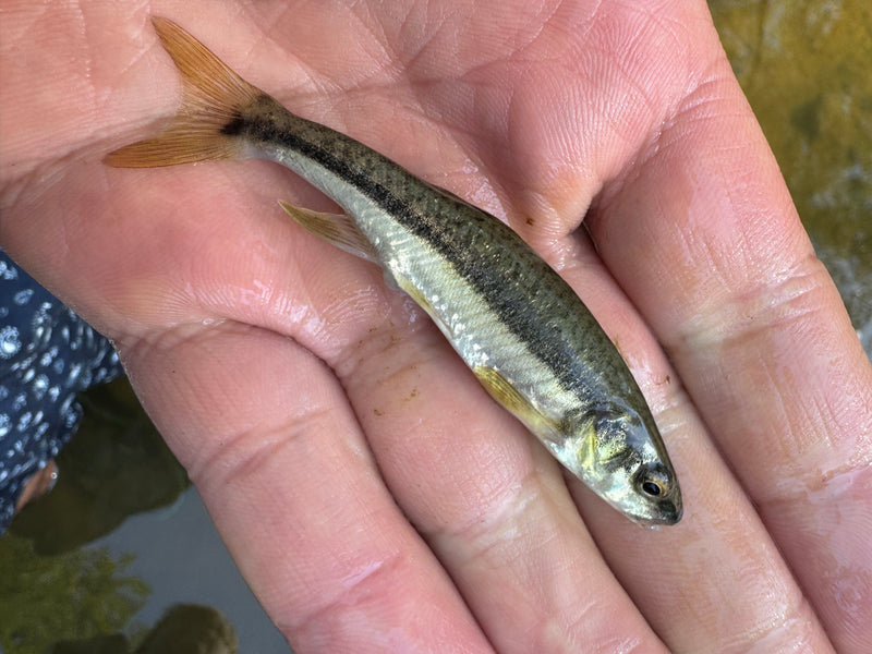Auf dem Bild ist eine Elritze zu sehen, die flach auf einer menschlichen Hand liegt. Der kleine Fisch zeigt den typischen dunklen Längsstreifen.