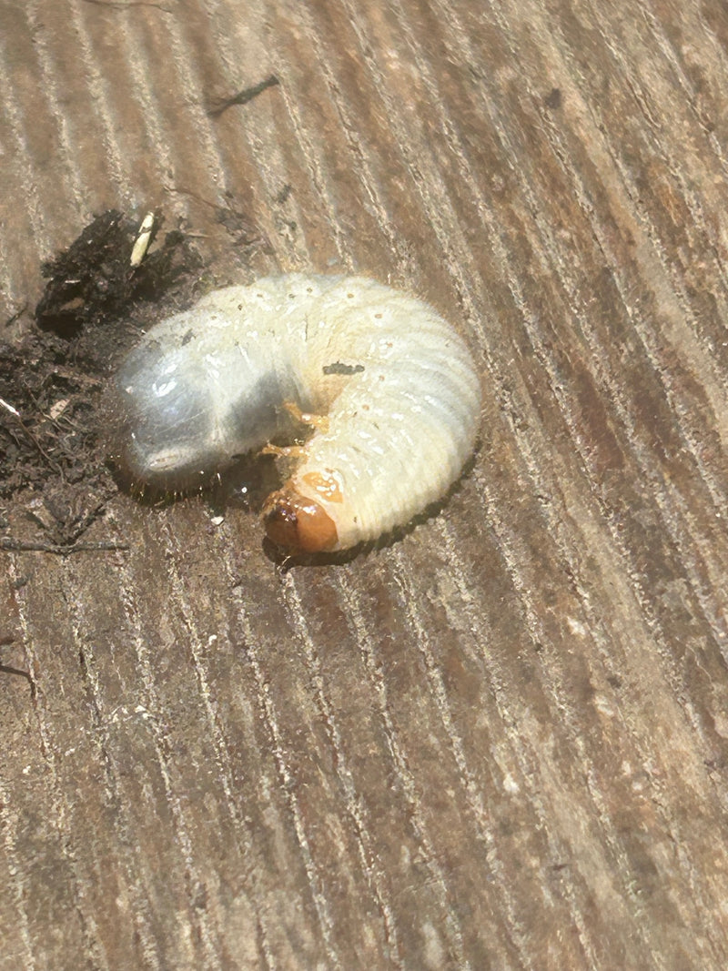 Blatthornkäfer — Bild 5