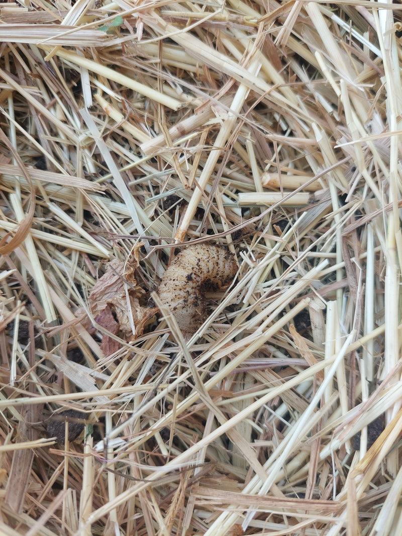 Blatthornkäfer — Bild 3