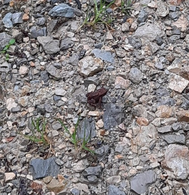 Erdkröte — Bild 1