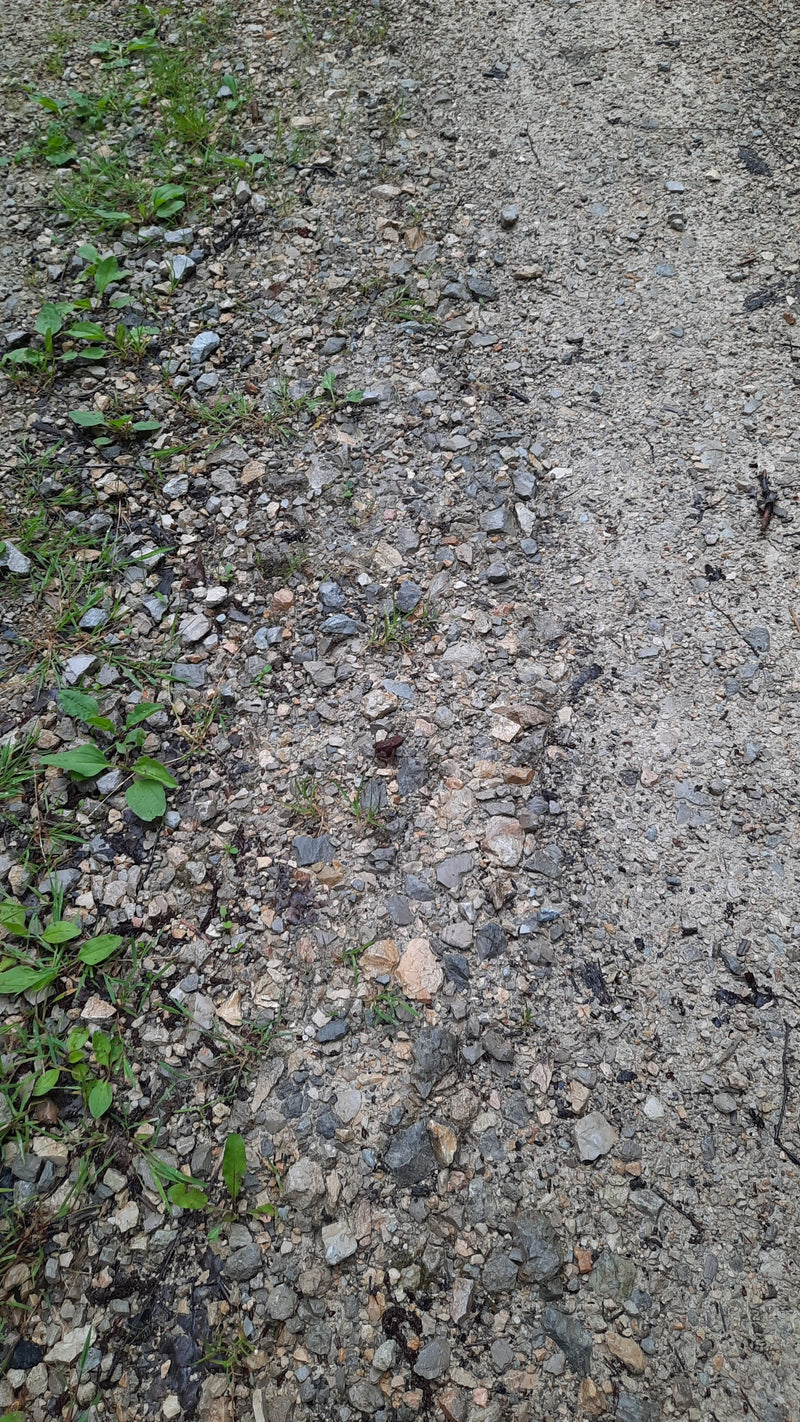 Erdkröte — Bild 2