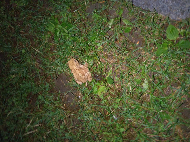 Erdkröte — Bild 5