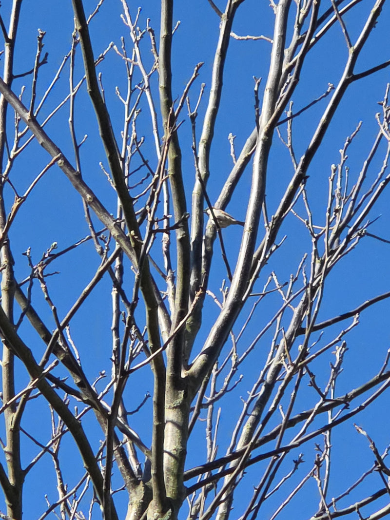 Gemeine Esche — Bild 3