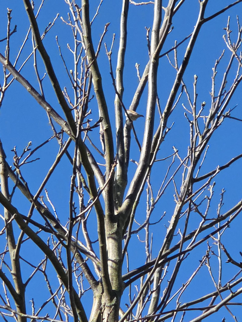 Gemeine Esche — Bild 4