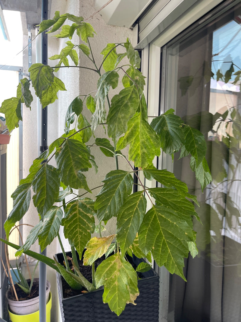 Eschen-Ahorn — Bild 5