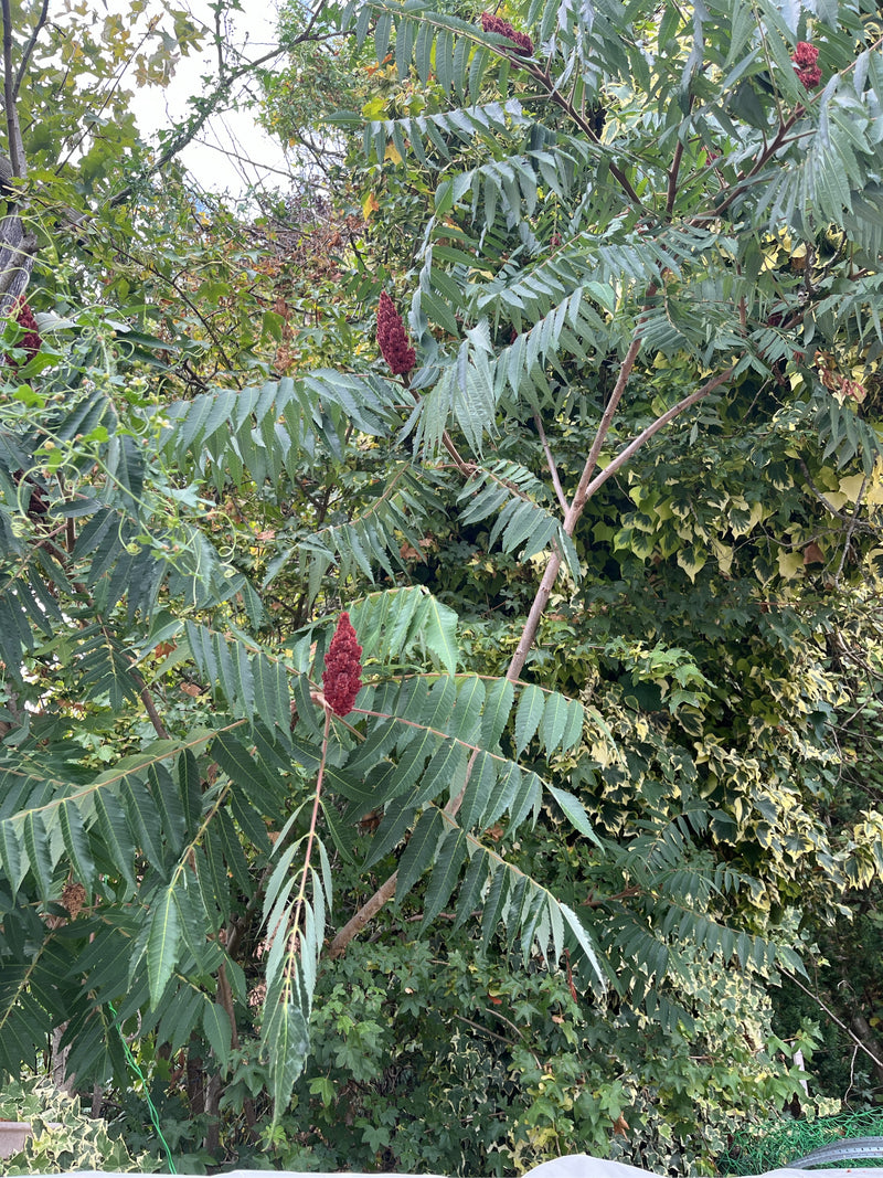 Zu sehen ist ein Essigbaum mit seinen charakteristischen, gefiederten Blättern und den aufrechten, dunkelroten Fruchtständen. Die Pflanze steht in einer natü...