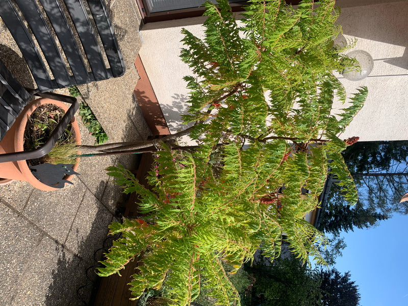 Auf dem Bild ist ein Essigbaum in einem Pflanztopf auf einer Terrasse zu sehen. Die typischen gefiederten Blätter und die Wuchsform sind gut erkennbar.