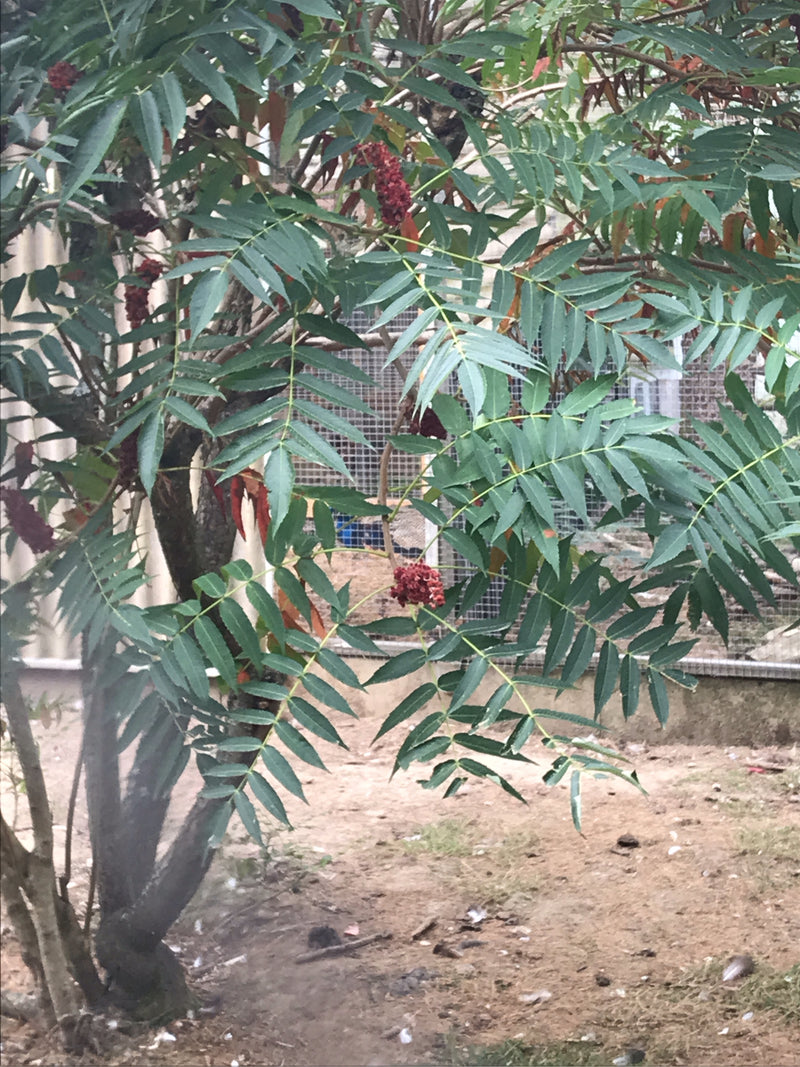 Zu sehen ist ein Essigbaum mit seinen typischen gefiederten Blättern und aufrecht stehenden, roten Fruchtständen. Die Pflanze steht im Freien vor einem Draht...
