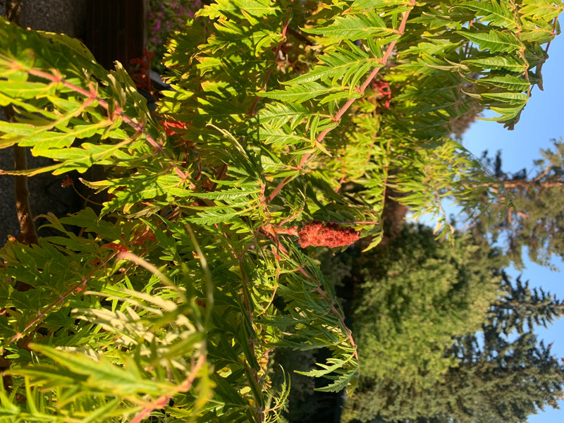 Auf dem Bild ist ein Essigbaum mit seinen typischen gefiederten Blättern und einem charakteristischen Fruchtstand zu sehen. Die Pflanze wächst im Freien vor ...