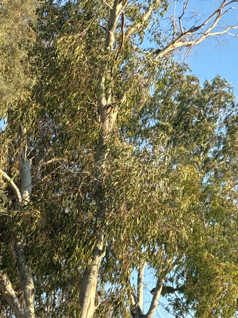 Eukalyptus — Bild 3