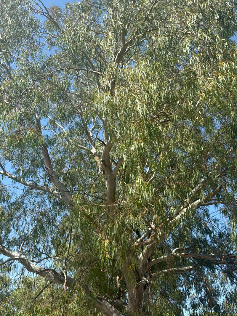 Eukalyptus — Bild 5