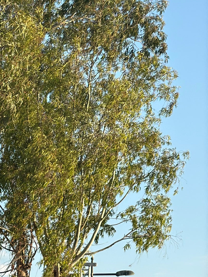 Eukalyptus — Bild 1