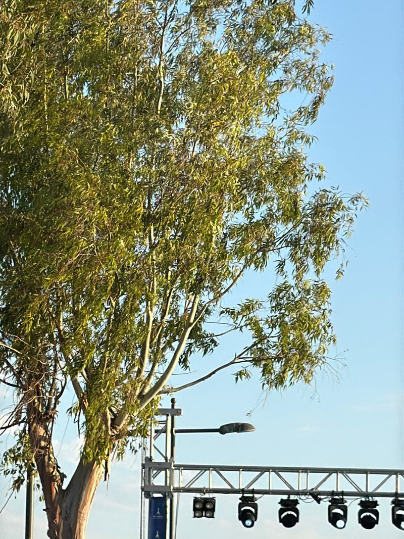 Eukalyptus — Bild 2