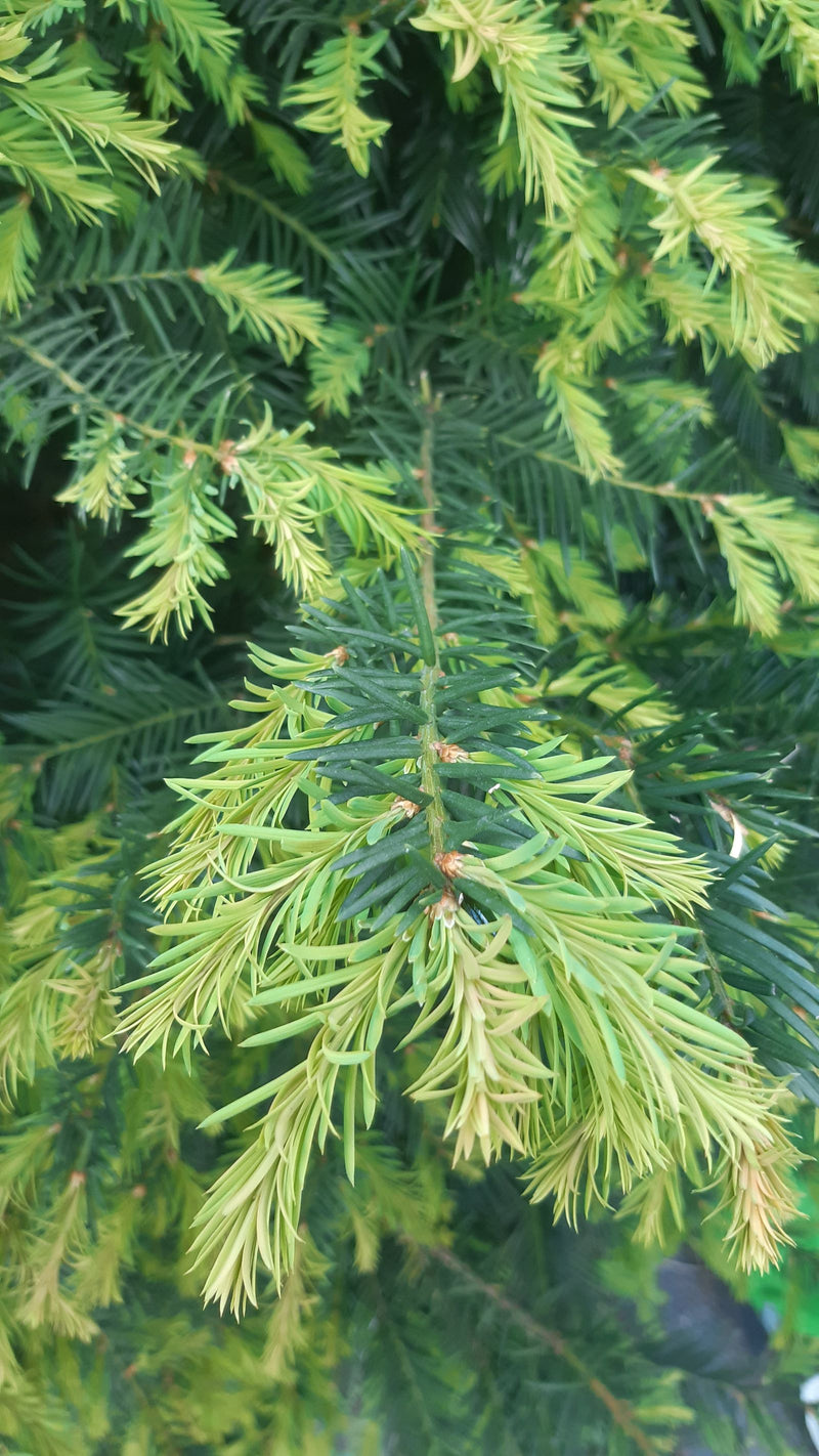 Eibe — Bild 5